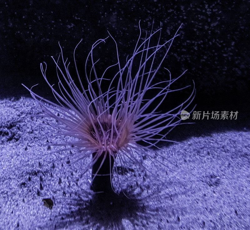 管状海葵(Pachycerianthus fimbriatus)是一种在基质中钻洞，生活在由毡状刺丝囊组成的半刚性管状海葵。海葵通常呈亮橙色至红色。加州蒙特利